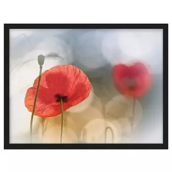 Картина Bilderwelten Mohnblumen am Morgen V, красный