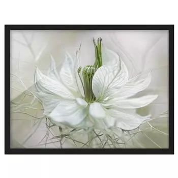 Картина Bilderwelten Weie Nigella I, белый