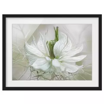 Картина Bilderwelten Weie Nigella II, белый
