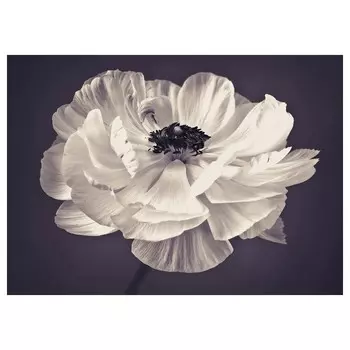 Картина, Цветок, 70х50 см ,мультиколор, KATEBO IKEA