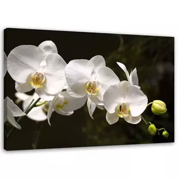 Картина Feeby Orchideen Natur Blumen, черно-белый