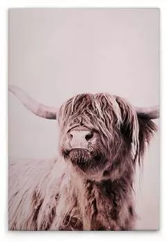 Картина на холсте A.S. Cration Highland Cattle 1 цвет cremebeige