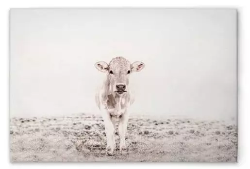 Картина на холсте A.S. Cration Highland Cattle 3 цвет weisscremebeige