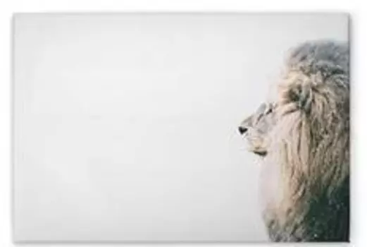 Картина на холсте A.S. Cration Lion In Snow цвет weisscremebeigeschwarz