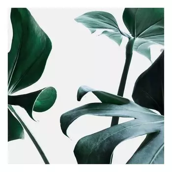 Картина на холсте A.S. Cration Monstera Delici, зеленый/белый