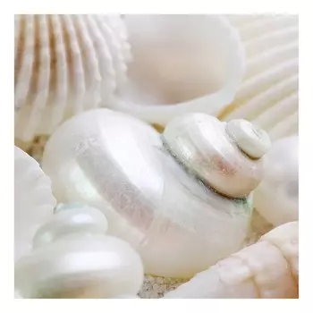 Картина на холсте A.S. Cration Pearls Muscheln цвет beige/wei