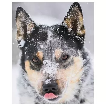 Картина на холсте LegendArte Grauer Eisenhut, многоцветный