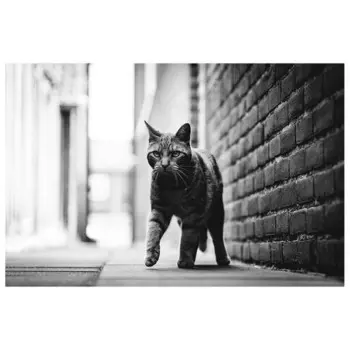 Картина на холсте LegendArte Katzenschritt, серый