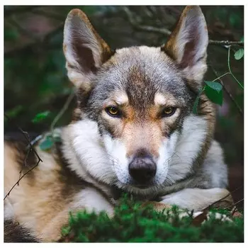 Картина на холсте LegendArte Wolfsaugen, многоцветный