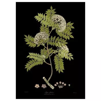 Картина, зеленая ветка, 50х70 см ,мультиколор, KATEBO IKEA