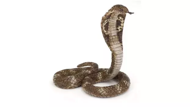 Королевская кобра