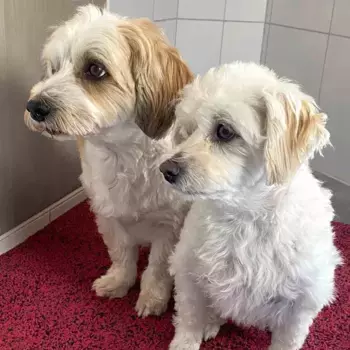 Коврик Astra, красный