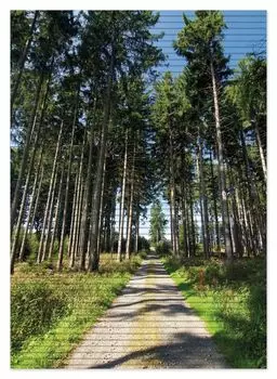 Коврик для душа Wallario, нескользящий коврик, коврик для ванной, коврик для двери, тихая лесная тропинка, размер ок. 70 х 50 см, черный