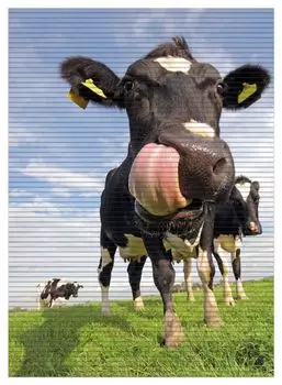 Коврик для душа Wallario, нескользящий коврик, коврик для ванной, коврик для двери, забавная корова на пастбище с высунутым языком, размер примерно 90 х 65 см, синий