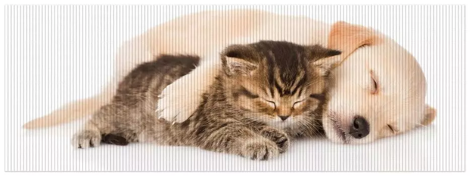 Коврик для душа Wallario, нескользящий коврик, коврик для ванной, коврик для двери, гармония кошки и собаки — милые животные, размер ок. 180 х 65 см, коричневый