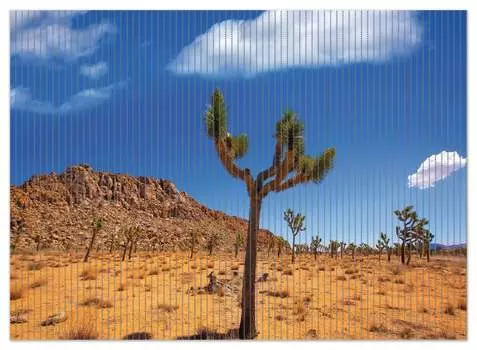 Коврик для душа Wallario, нескользящий коврик, коврик для ванной комнаты, коврик для двери, пальмовая лилия, пейзаж пустыни национального парка долины Юкка, размер около 90 x 65 см, черный