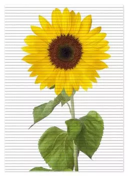 Коврик для душа Wallario, нескользящий коврик, коврик для ванной, коврик, подсолнух, размер ок. 70 х 50 см, белый