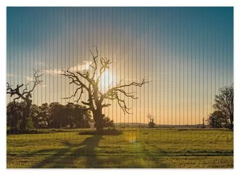 Коврик для душа Wallario, нескользящий коврик, коврик для ванной, коврик для двери, старые костистые деревья на закате, размер примерно 70 х 50 см, желтый