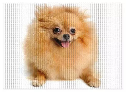 Коврик для душа Wallario, нескользящий коврик, коврик для ванной, коврик для двери, забавный милый шпиц, размер ок. 70 х 50 см, белый