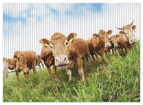 Коврик для душа Wallario, нескользящий коврик, коврик для ванной, коврик для ног, коровы летом на пастбище, размер ок. 90 х 65 см, белый