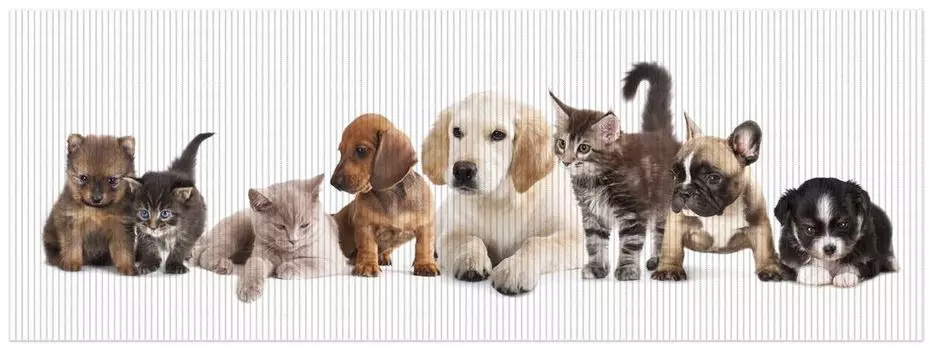 Коврик для душа Wallario, нескользящий коврик, коврик для ванной, коврик для ног, щенки и котята, размер примерно 180 х 65 см, белый