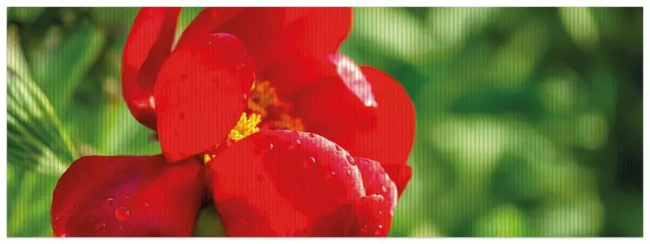 Коврик для душа Wallario, нескользящий коврик, коврик для ванной, коврик для двери, дикий красный пион крупным планом, размер примерно 180 x 65 см, черный