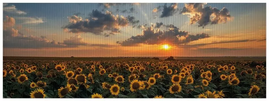 Коврик для душа Wallario, нескользящий коврик, коврик для ванной, коврик для ног, луг с подсолнухами перед облаками и закатом, размер ок. 180 х 65 см, черный