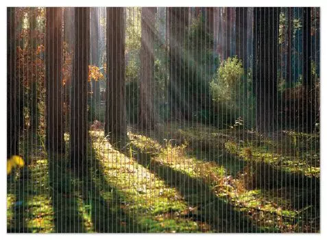 Коврик для душа Wallario, нескользящий коврик, коврик для ванной, коврик для двери, солнечные лучи в осеннем лесу, размер ок. 90 х 65 см, черный