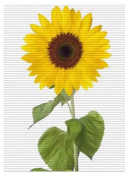 Коврик для душа Wallario, нескользящий коврик, коврик для ванной, коврик, подсолнух, размер ок. 90 х 65 см, белый