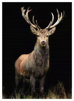 Коврик для душа Wallario, нескользящий коврик, коврик для ванной, коврик для двери, величественный олень, размер ок. 90 х 65 см, черный