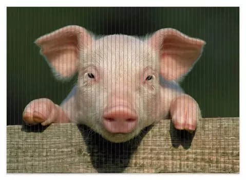 Коврик для душа Wallario, нескользящий коврик, коврик для ванной, коврик для двери, милый поросенок на ферме крупным планом, размер примерно 70 х 50 см, черный