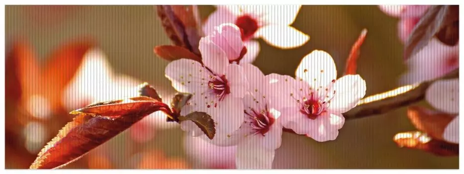 Коврик для душа Wallario, нескользящий коврик, коврик для ванной комнаты, коврик Spring Feelings II - цветущая вишня крупным планом, размер ок. 180 x 65 см, коричневый