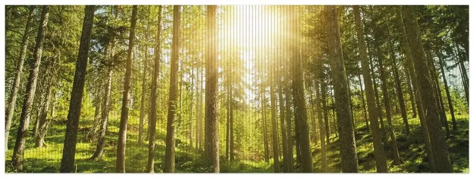 Коврик для душа Wallario, нескользящий коврик, коврик для ванной, коврик для ног, солнечные лучи в хвойном лесу со мхом и папоротником, размер ок. 180 х 65 см, черный