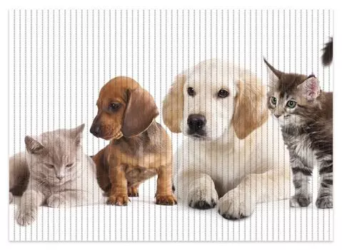 Коврик для душа Wallario, нескользящий коврик, коврик для ванной, коврик для двери, щенки и котята, размер примерно 70 х 50 см, белый