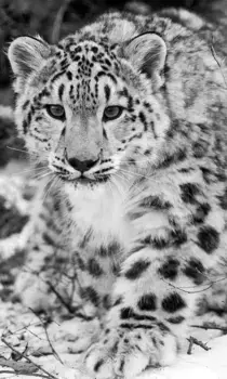 Коврик для ванной Mijolnir