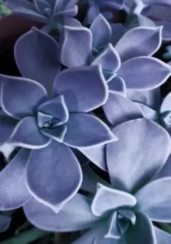 Коврик для ванной Mijolnir