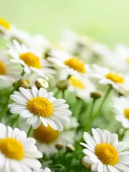 Коврик для ванной Mijolnir