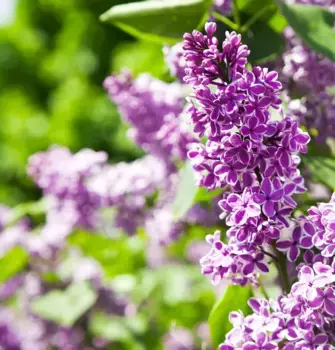 Коврик для ванной Mijolnir