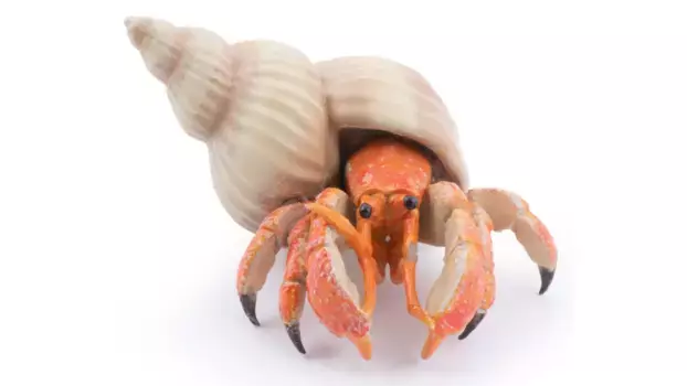 Краб-отшельник