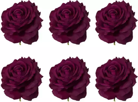 Креатив зеленые искусственные цветы "Роза с зажимом", в наборе 6 шт Creativ green /10,5х8,5 см, цвет lila