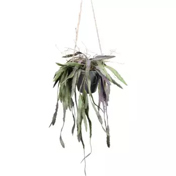 Креативная зеленая искусственная лоза «Hnger Rhipsalis» с детализированной листвой Creativ Green, зеленый