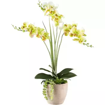 Креативная зеленая искусственная орхидея «Орхидея Фаленопсис», украшенная суккулентами и ветками травы Creativ Green, зеленый