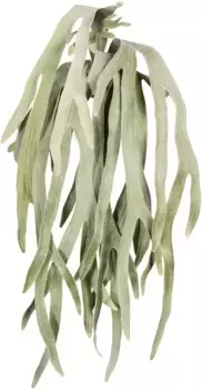 Креативная зеленая искусственная ветка "вешалка из оленьего папоротника" Creativ green 25х80 см, зеленый