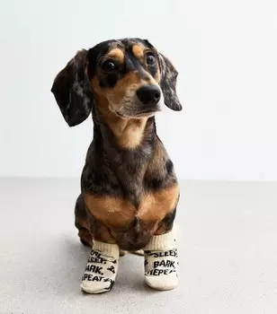 Кремовые носки для собак Eat Sleep Bark с повторением New Look, кремовый