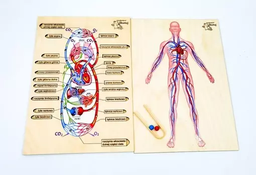 Кровообращение человека, система кровообращения, шарики, клещи, кровь Inna marka