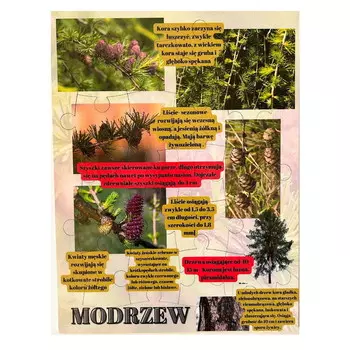 Лиственница, деревянный пазл, лесное образование Inna marka