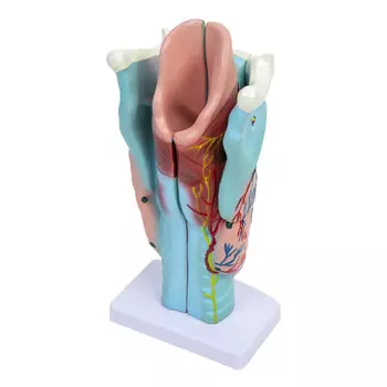 Модель гортани человека - 3D. Inna marka