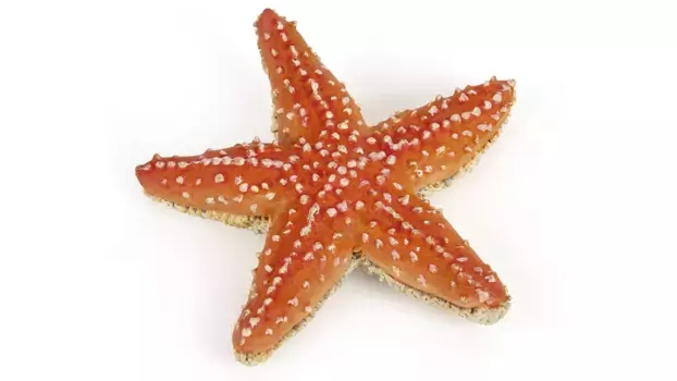 Морская звезда