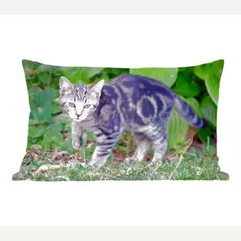 MuchoWow Cats - Young Cat - 50x30 см - Чехлы на диванные подушки - без наполнителя