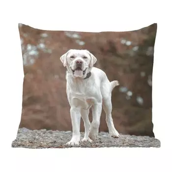 MuchoWow Декоративная подушка Диванная подушка Декоративная подушка для гостиной 60 x 60 см Белый лабрадор-ретривер на камнях - Чехол на подушку - Хлопчатобумажная ткань - Декоративные наволочки